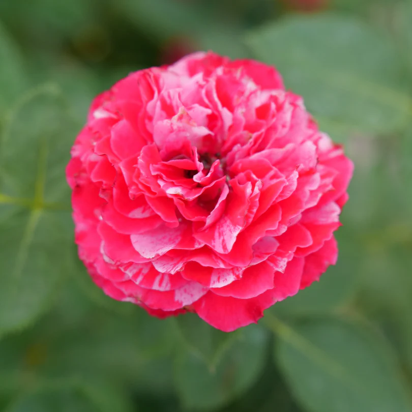 Oso Easy Red Stripe™ Rose - Image 4