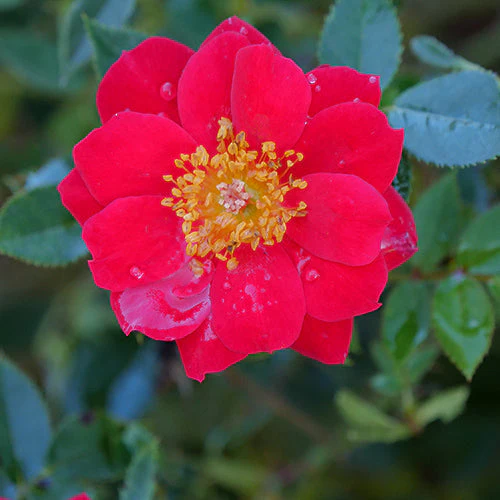 Oso Easy Urban Legend® Rose