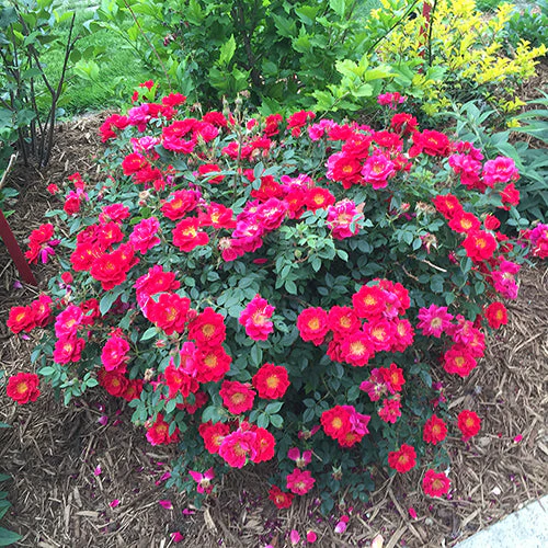 Oso Easy Urban Legend® Rose - Image 3