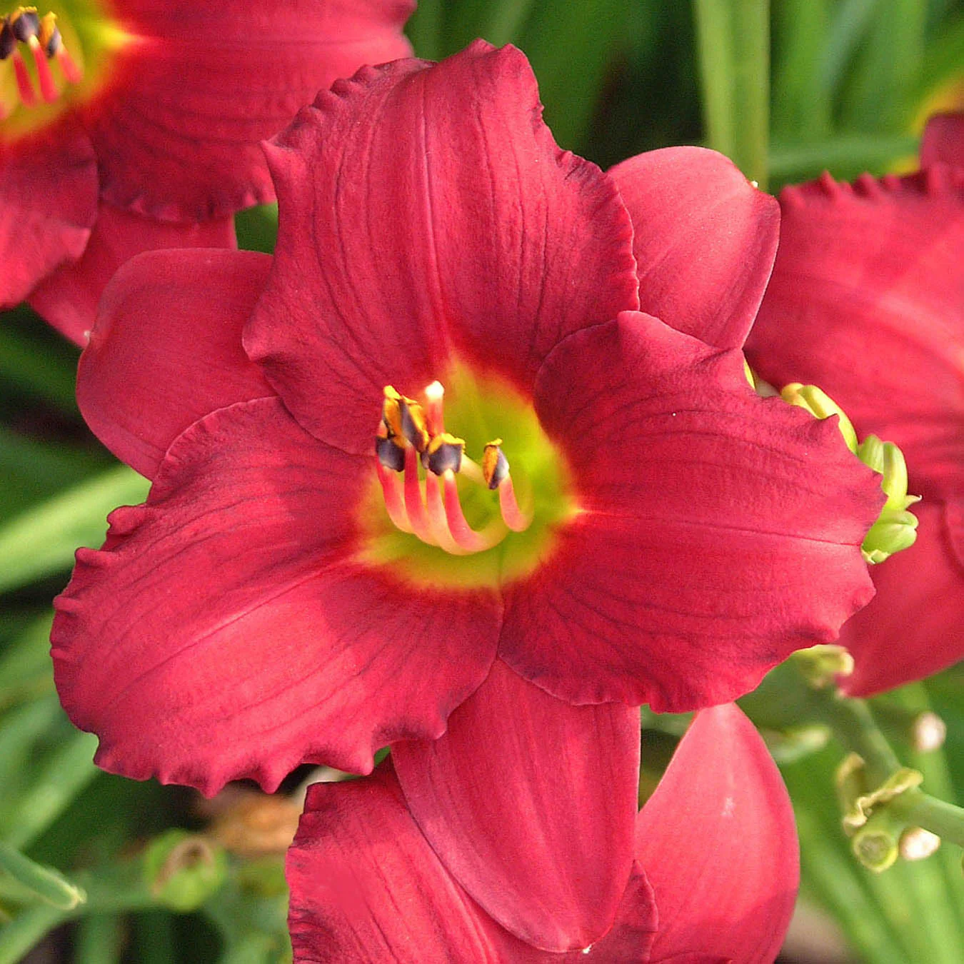 'Pardon Me' Daylily - Image 2