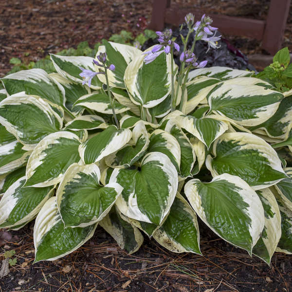 'Patriot' Hosta