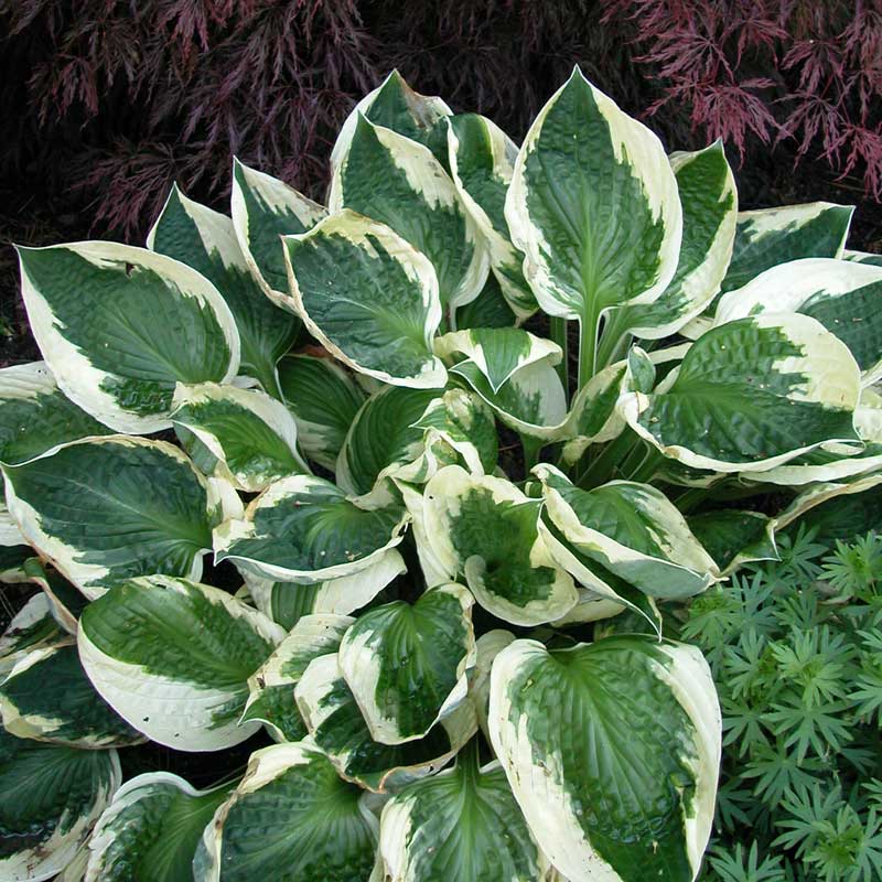 'Patriot' Hosta - Image 2
