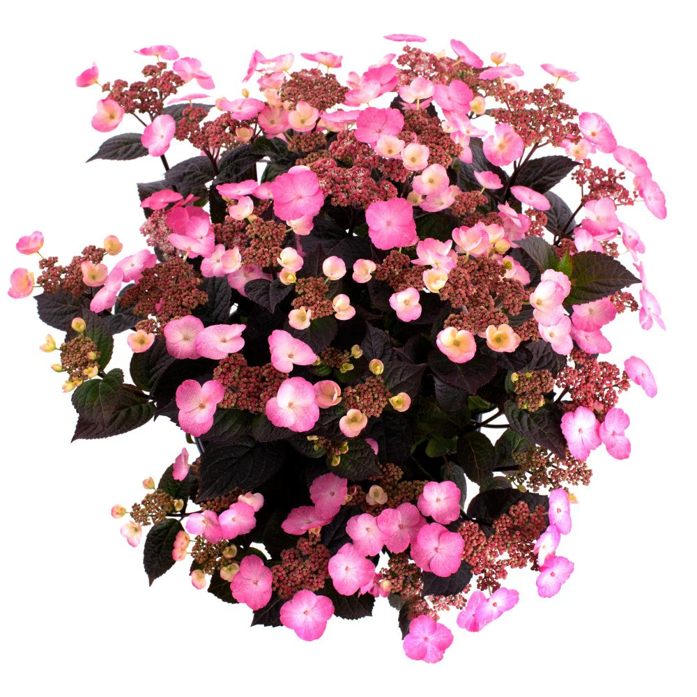 Pink Dynamo™ Mountain Hydrangea - Image 2