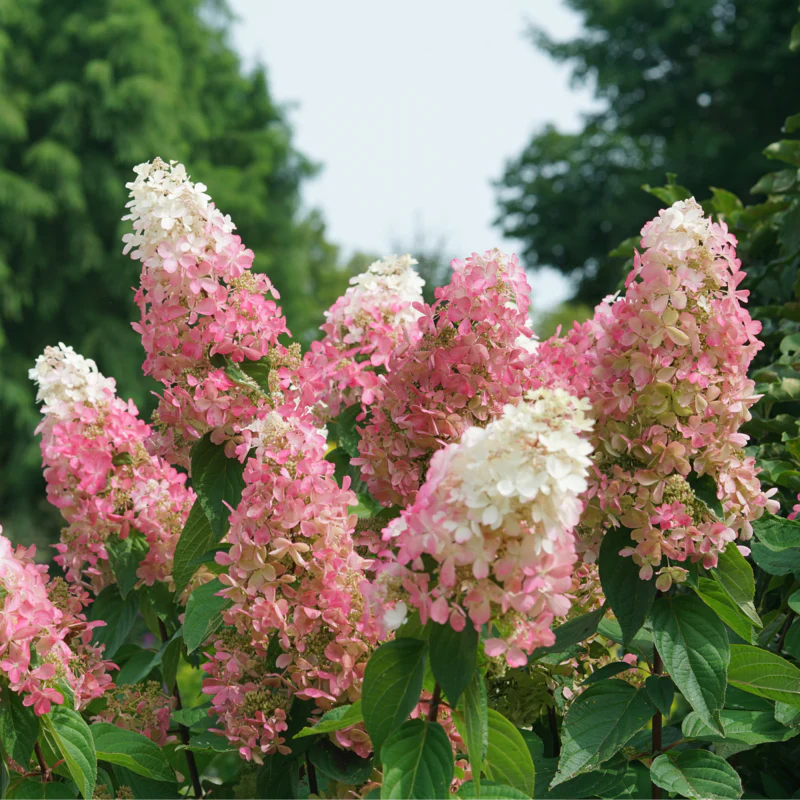 Pinky Winky Prime® Panicle Hydrangea - Image 2