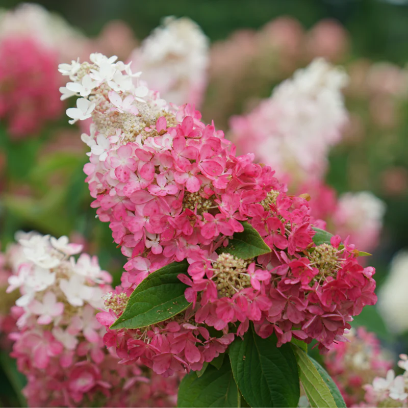 Pinky Winky Prime® Panicle Hydrangea - Image 3