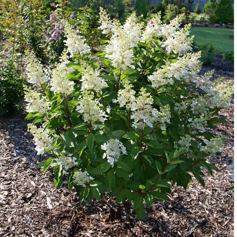 Pinky Winky Prime® Panicle Hydrangea - Image 4