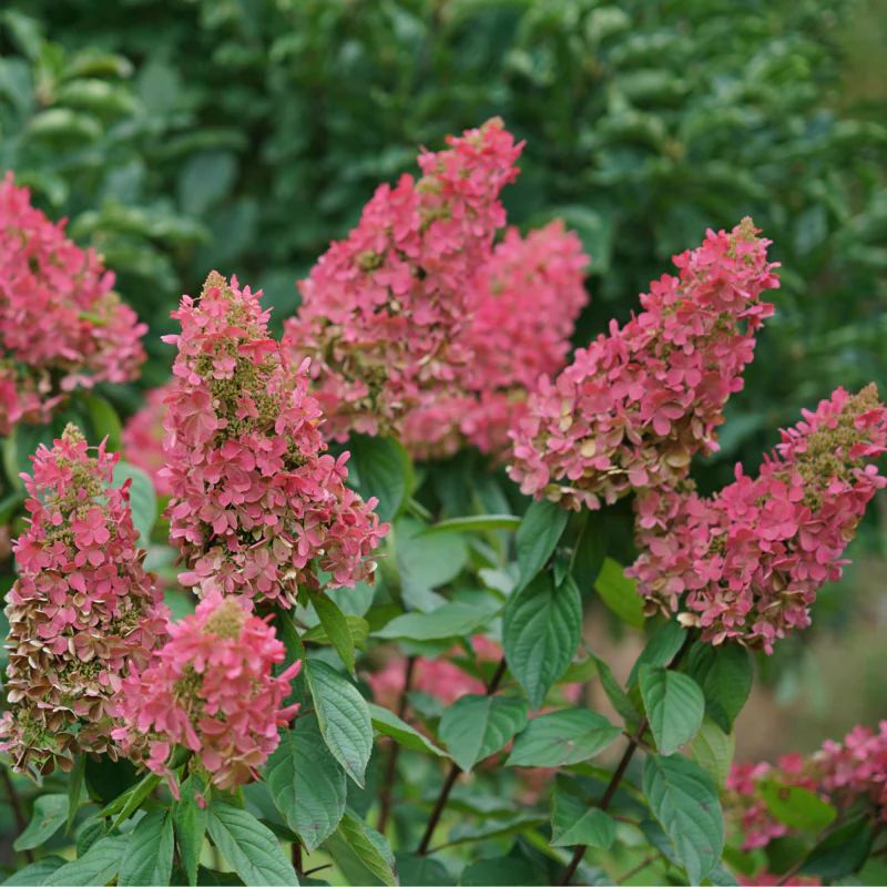 Pinky Winky Prime® Panicle Hydrangea - Image 5