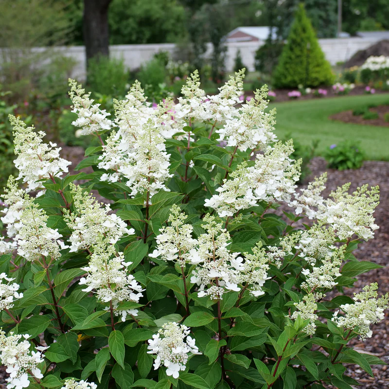 Pinky Winky Prime® Panicle Hydrangea - Image 6