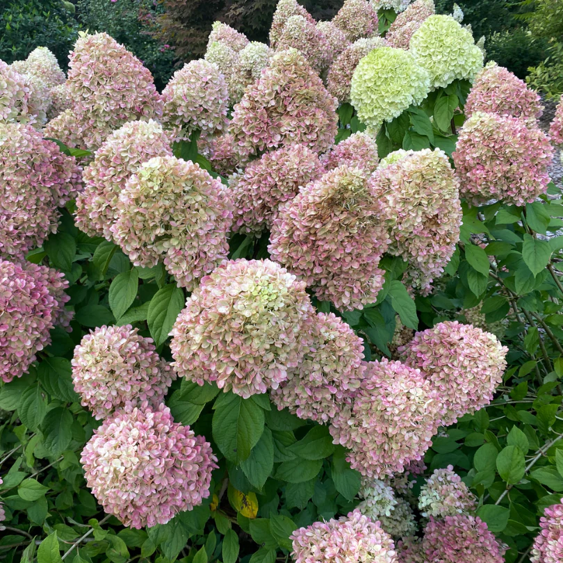Powerball™ Panicle Hydrangea - Image 3