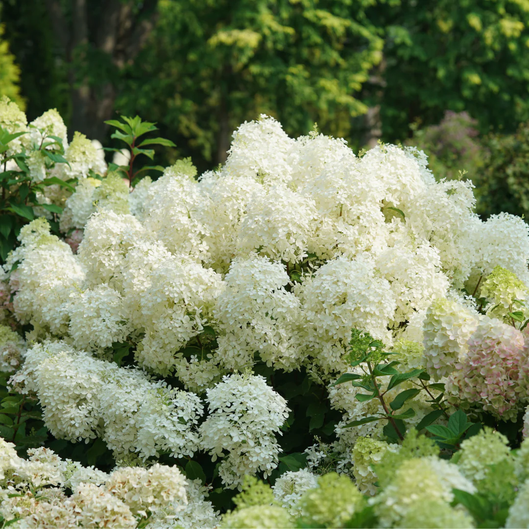 Puffer Fish® Panicle Hydrangea - Image 2