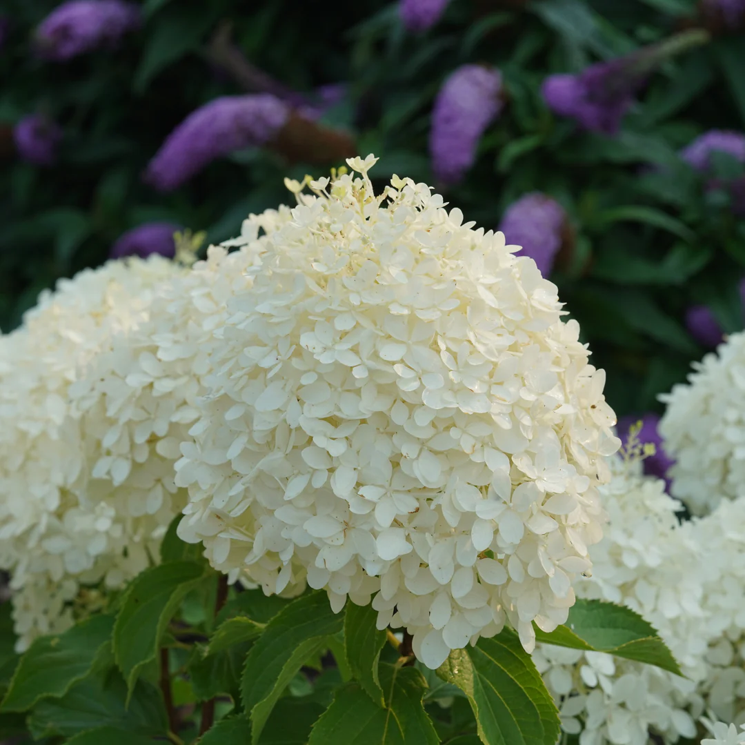 Puffer Fish® Panicle Hydrangea - Image 3