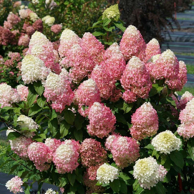 Quick Fire Fab® Panicle Hydrangea