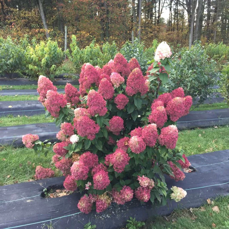 Quick Fire Fab® Panicle Hydrangea - Image 2
