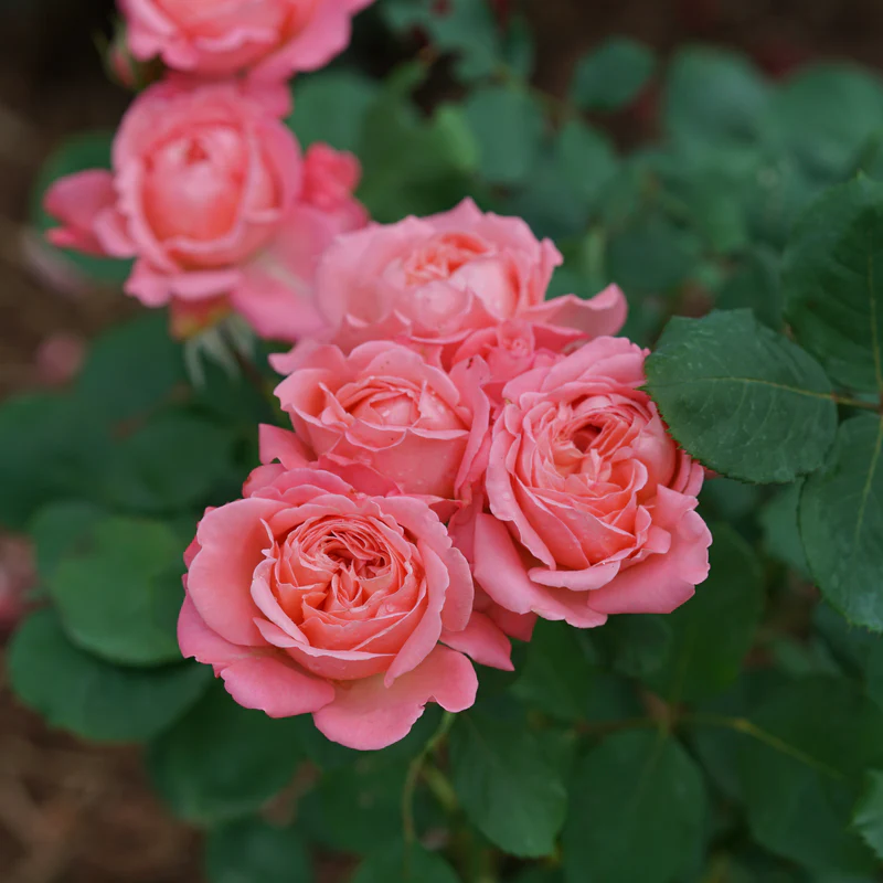 Reminiscent™ Coral Rose - Image 2