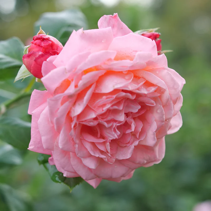 Reminiscent™ Coral Rose - Image 3