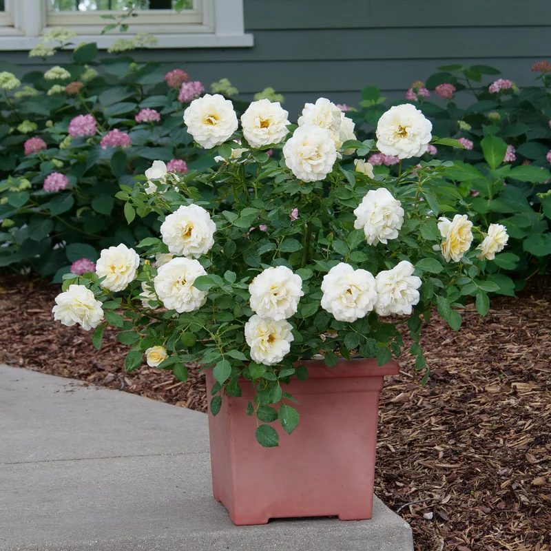 Reminiscent™ Crema Rose - Image 2