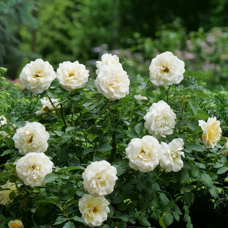 Reminiscent™ Crema Rose - Image 3