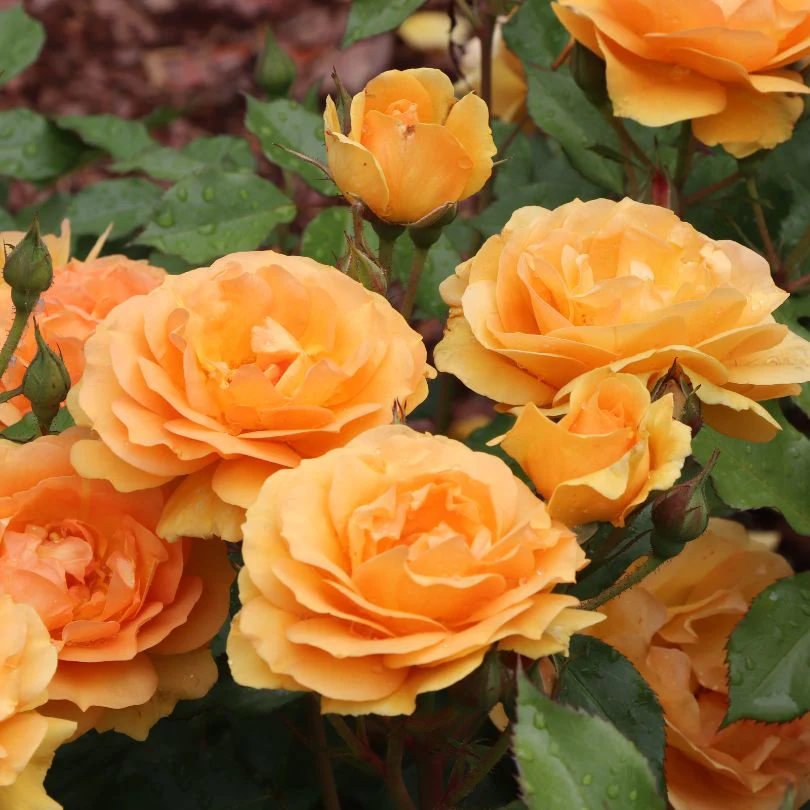 Reminiscent® Ginger Rose - Image 2