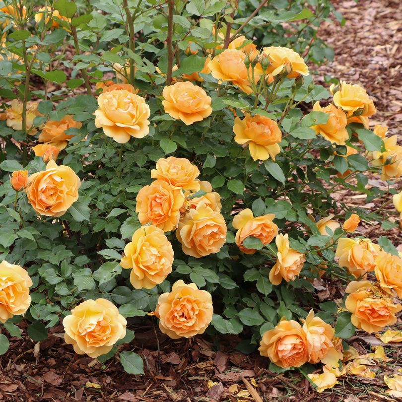 Reminiscent® Ginger Rose - Image 3