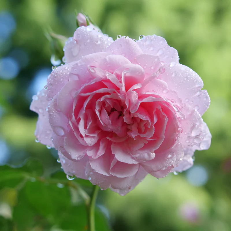 Reminiscent™ Pink Rose - Image 2