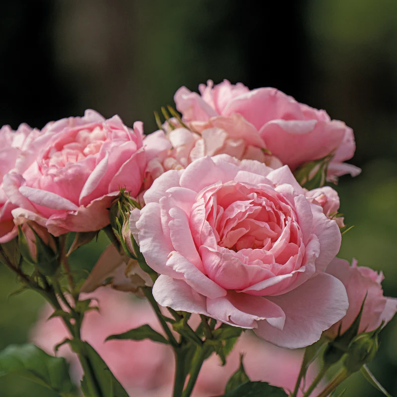 Reminiscent™ Pink Rose - Image 3