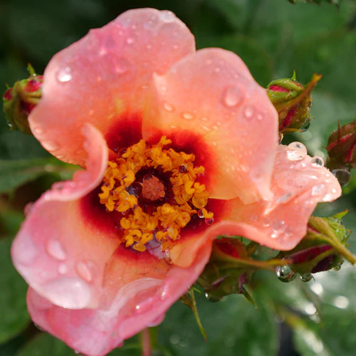 Ringo All-Star™ Rose - Image 2