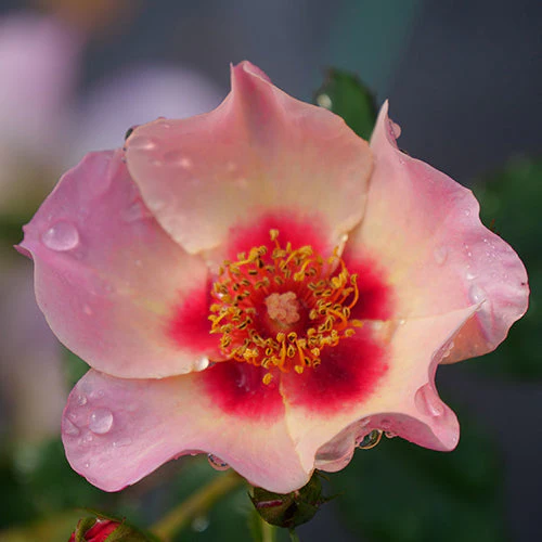 Ringo All-Star™ Rose - Image 3