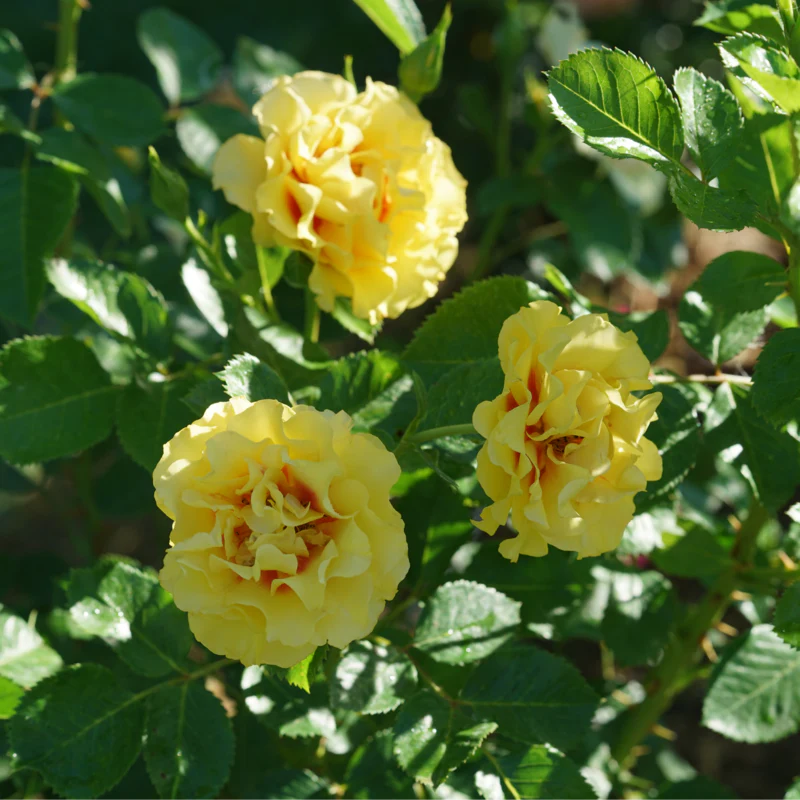 Rise Up™ Ringo® Climbing Rose - Image 2
