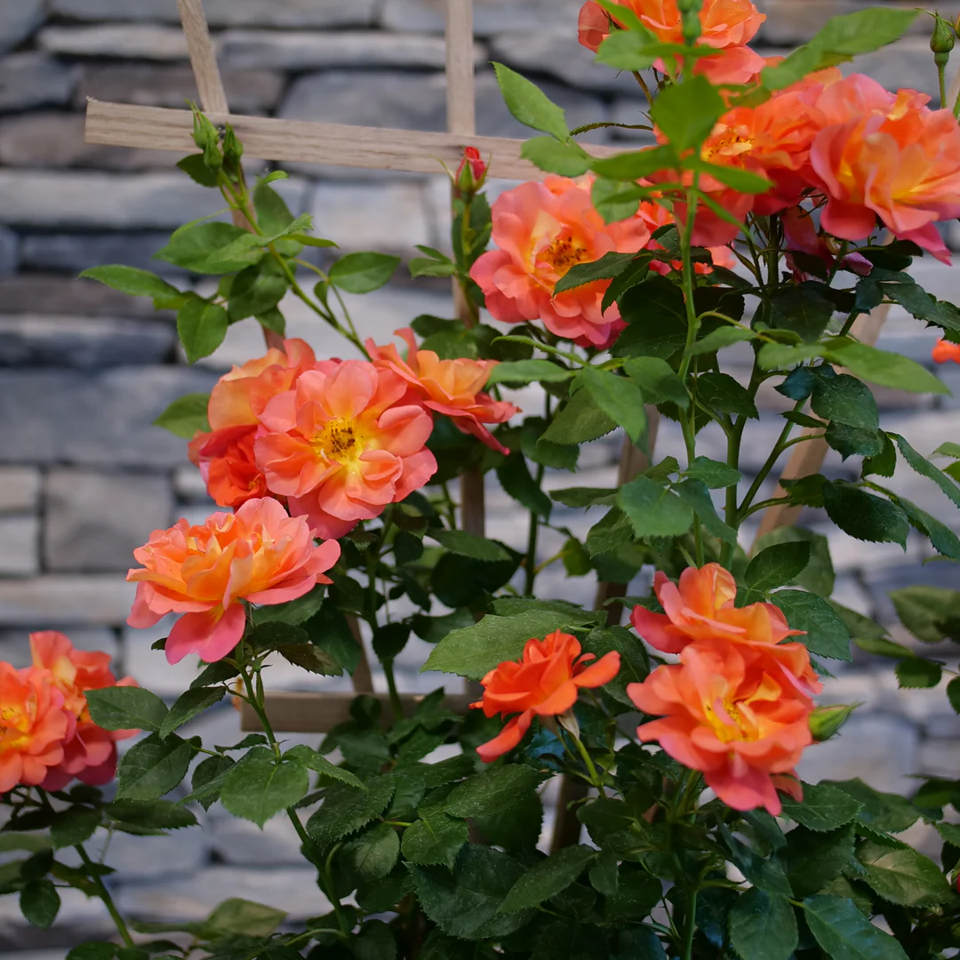 Rise Up Emberays™ Climbing Rose - Image 2