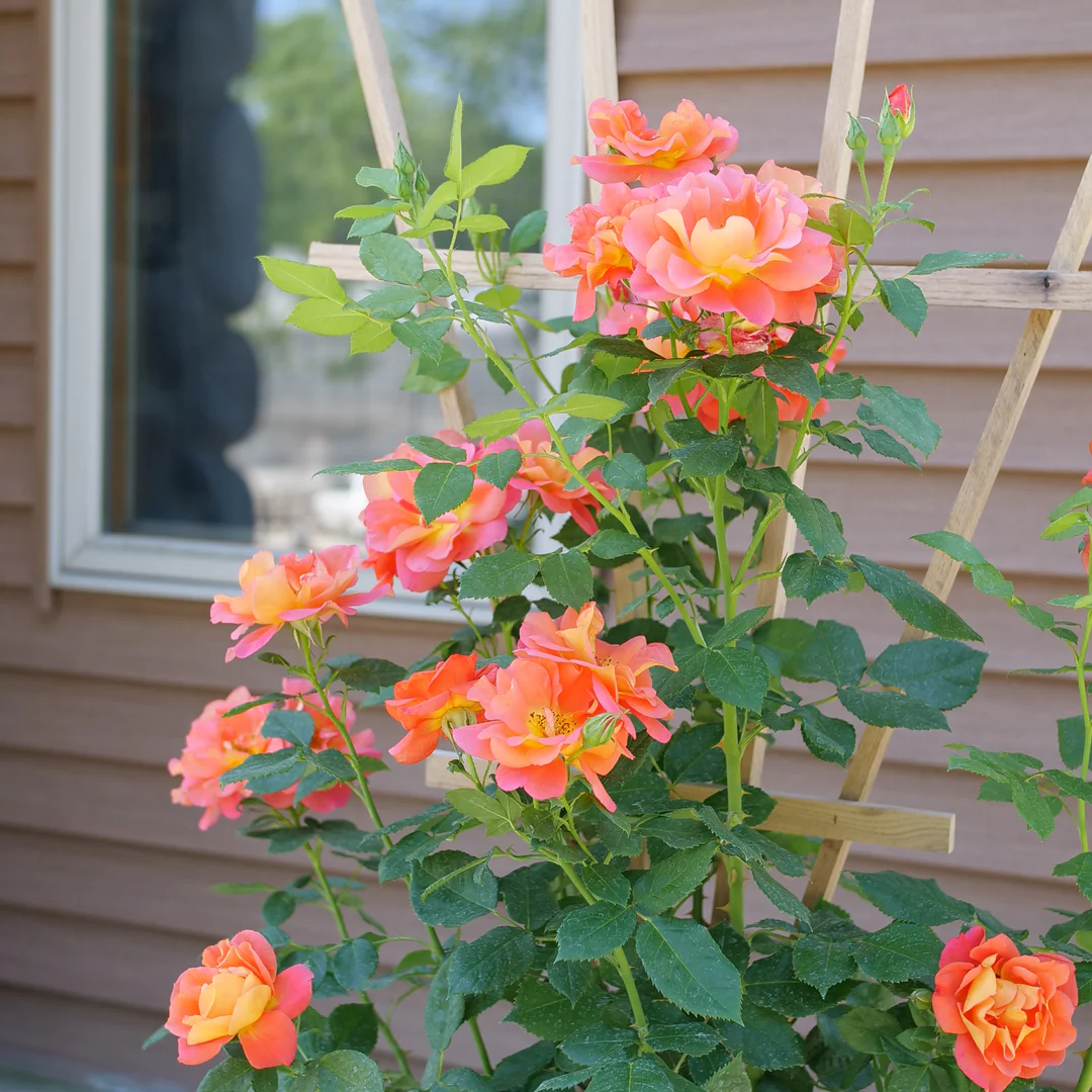 Rise Up Emberays™ Climbing Rose - Image 3