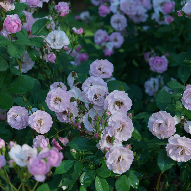 Rise Up Lilac Days™ Climbing Rose - Image 2