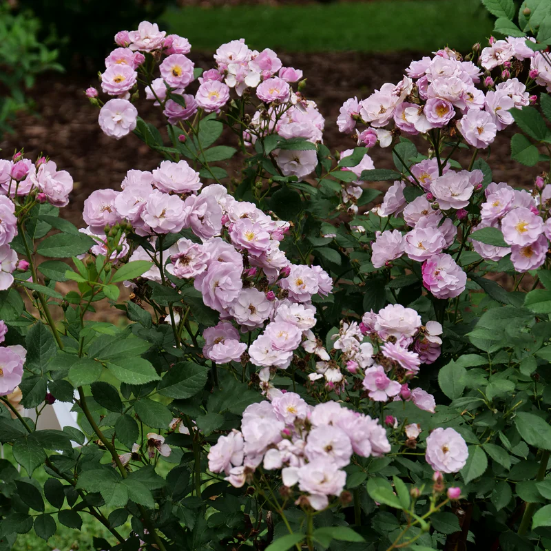 Rise Up Lilac Days™ Climbing Rose - Image 3