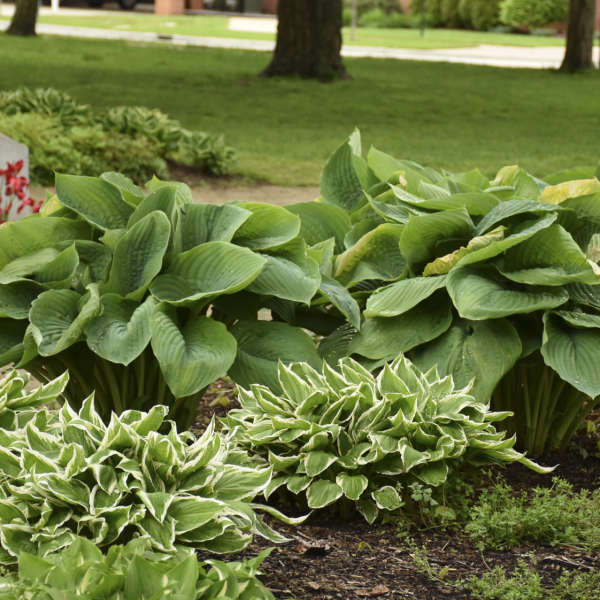 Shadowland® 'Empress Wu' Hosta - Image 4