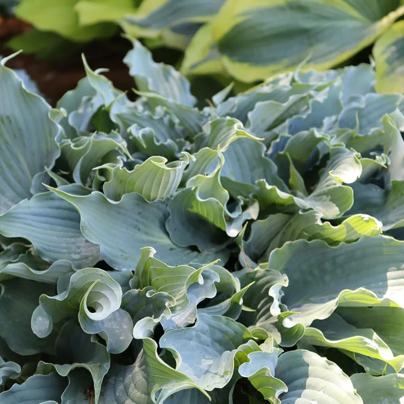 Shadowland® 'Waterslide' Hosta - Image 2