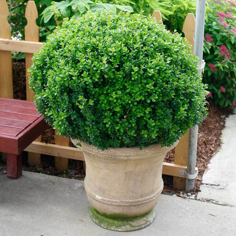 Sprinter® Boxwood - Image 2