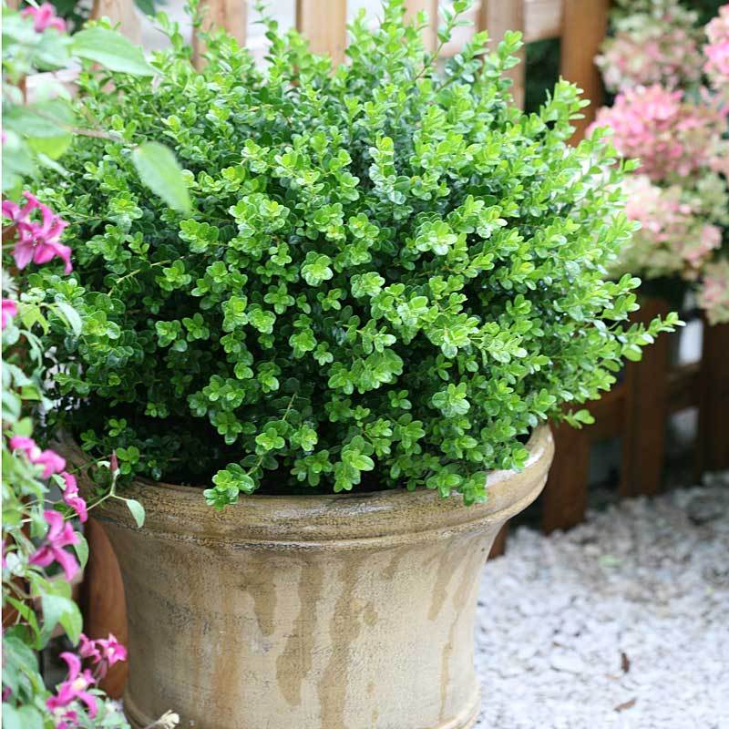 Sprinter® Boxwood - Image 3