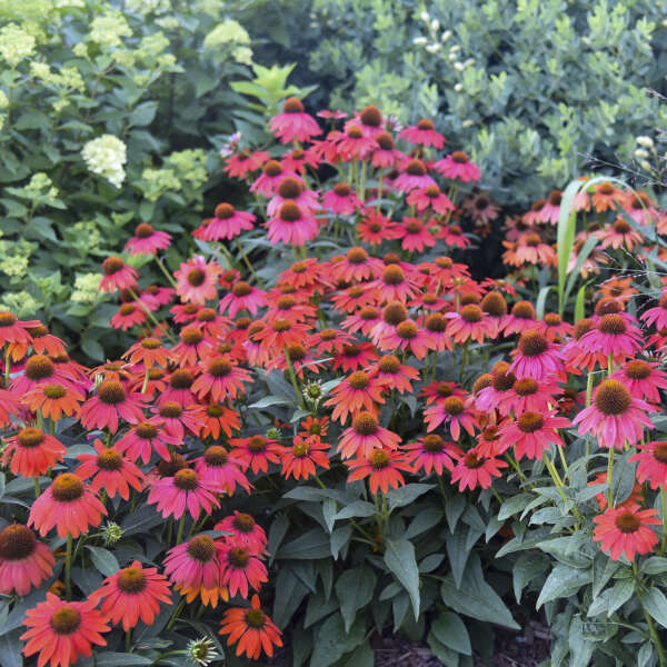 Summersong™ Firefinch™ Coneflower - Image 3