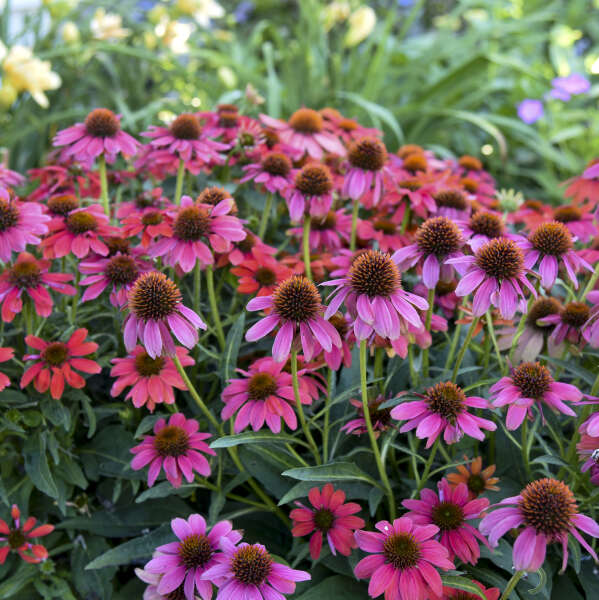 Summersong™ Firefinch™ Coneflower - Image 4