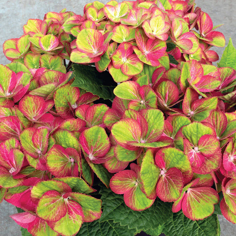 Tilt-A-Swirl® Bigleaf Hydrangea - Image 2