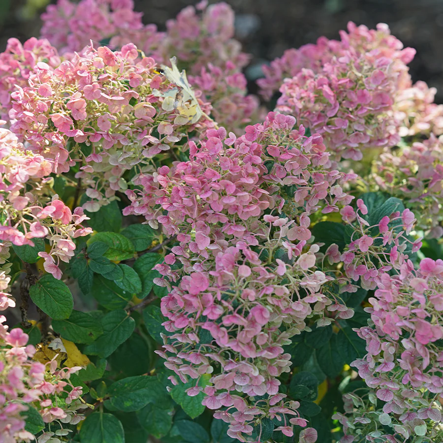 Tiny Quick Fire™ Panicle Hydrangea - Image 2