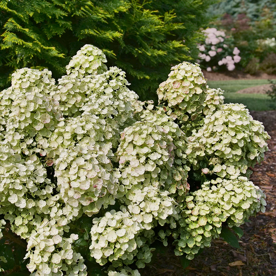Tiny Quick Fire™ Panicle Hydrangea - Image 3