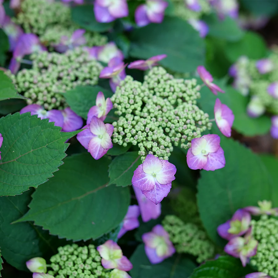 Tuff Stuff Top Fun® Mountain Hydrangea - Image 3