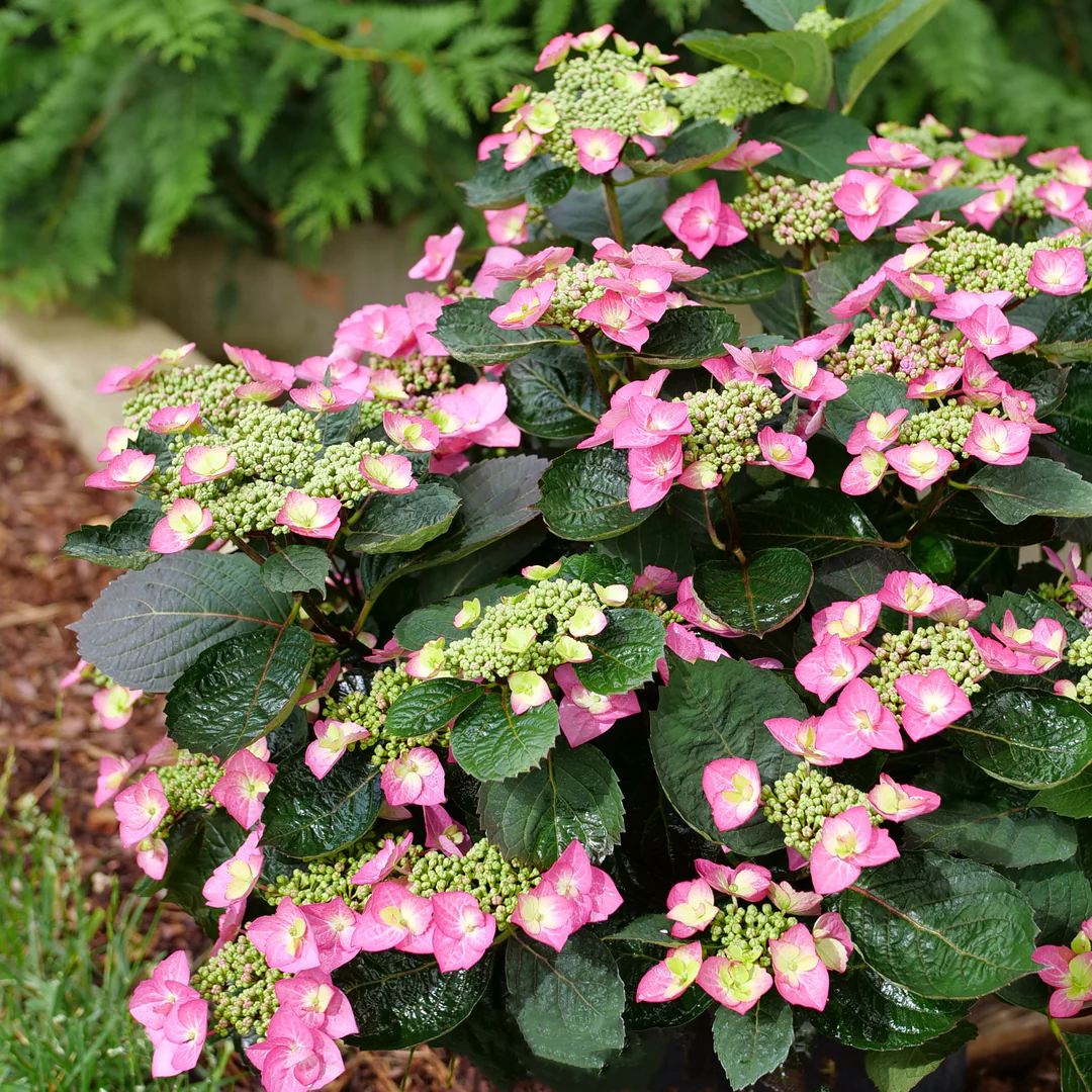 Tuff Stuff Top Fun® Mountain Hydrangea - Image 4