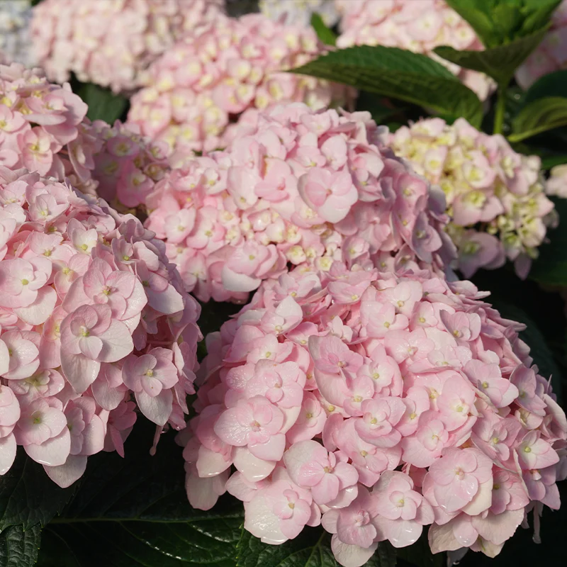Wee Bit Innocent™ Bigleaf Hydrangea - Image 2
